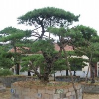 造型黑松