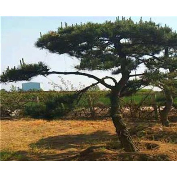 造型黑松