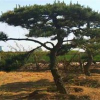 造型黑松