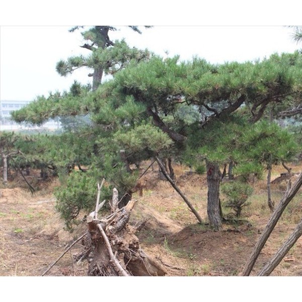 大型古松基地