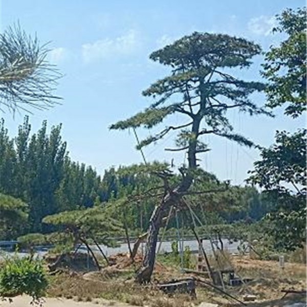 大型古松价格