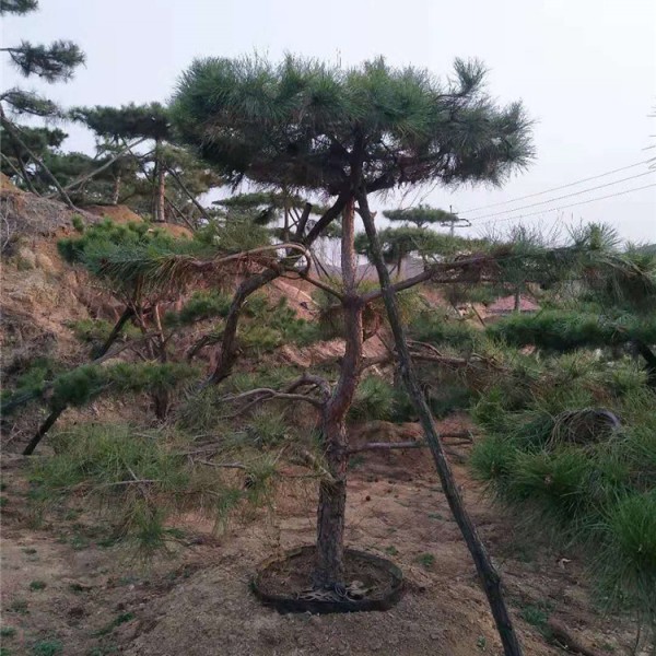大型古松