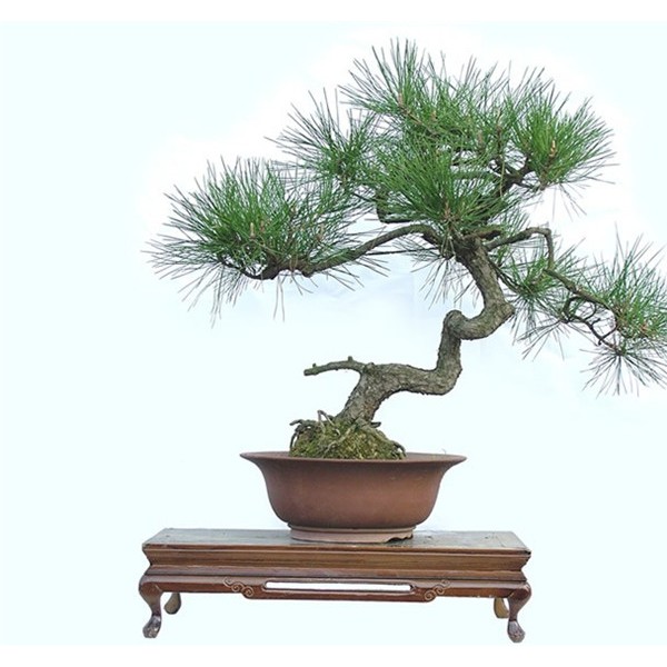 黑松盆景价格
