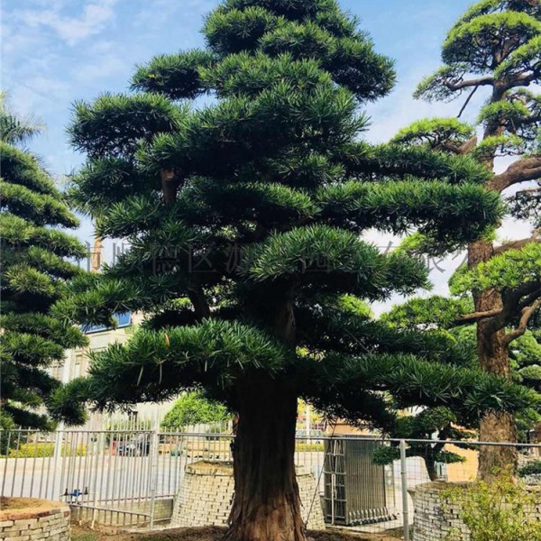 景观松