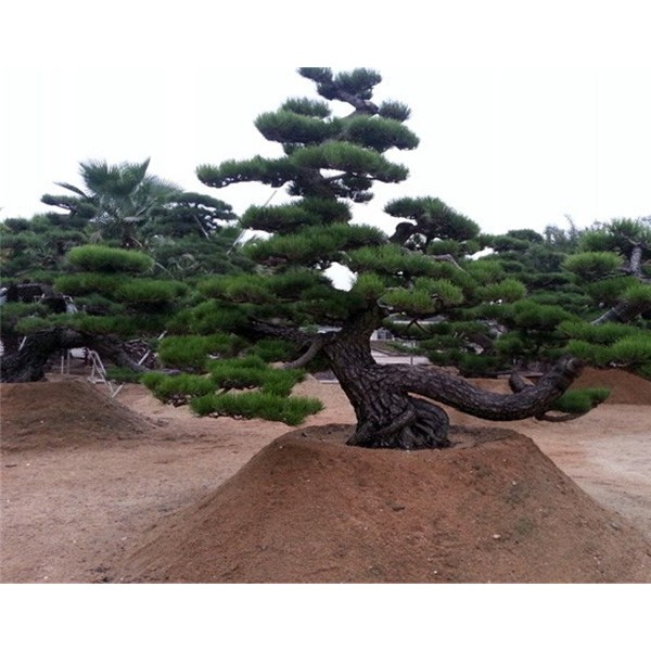 景观松基地