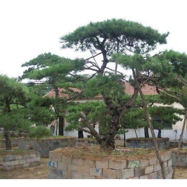 造型油松