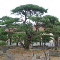 造型油松