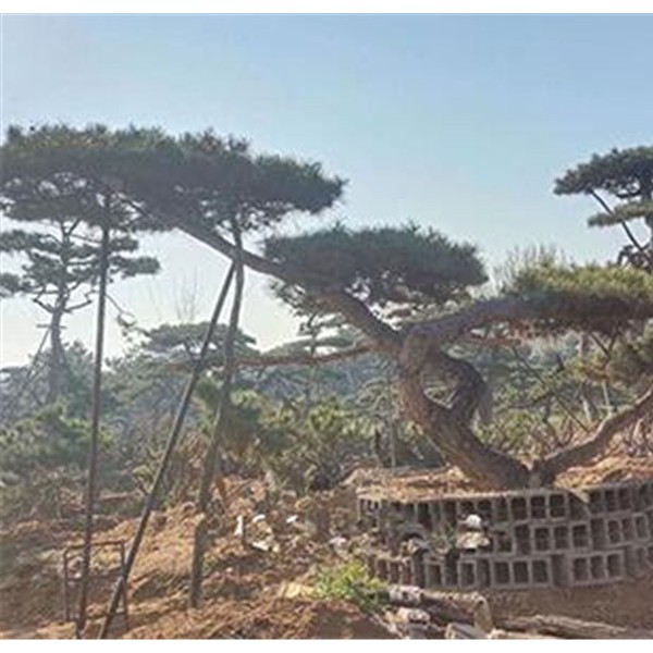 平顶松