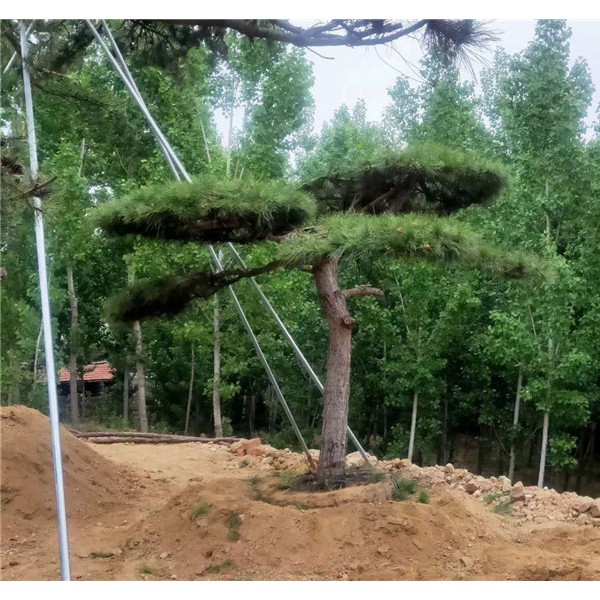 造型松种植基地|造型黑松价格|造型油松价格