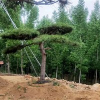 造型松种植基地|造型黑松价格|造型油松价格