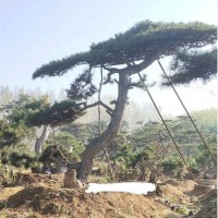 造型黑松