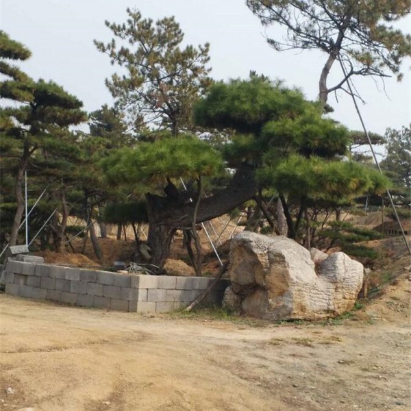 造型油松