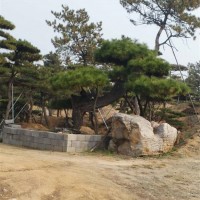 造型油松