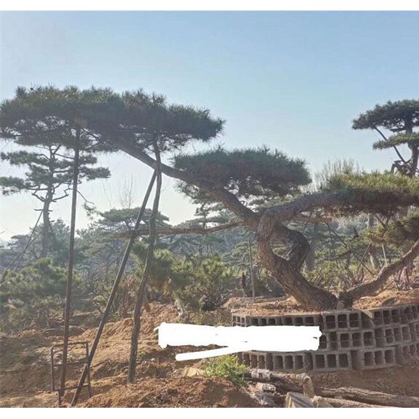 造型松