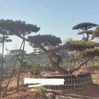 造型松