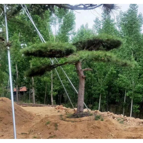 景观松