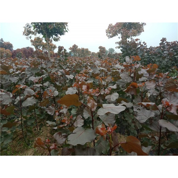 一代中虹杨