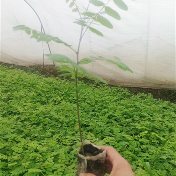 刺槐良种