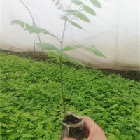 刺槐良种