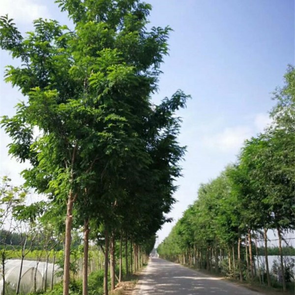刺槐基地