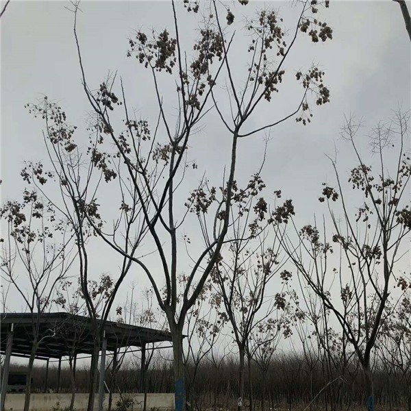 黄山栾树