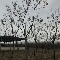 黄山栾树