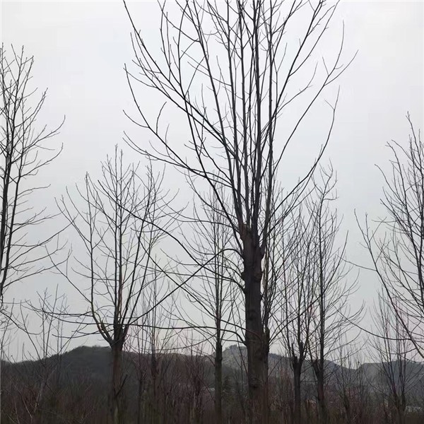 栾树