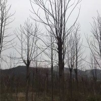 栾树