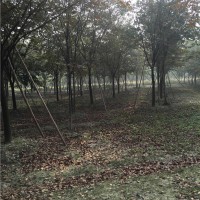 榉树