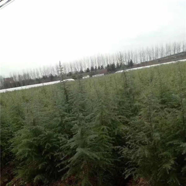 雪松供应