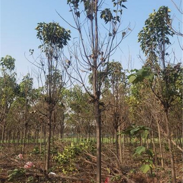 楸树苗圃基地