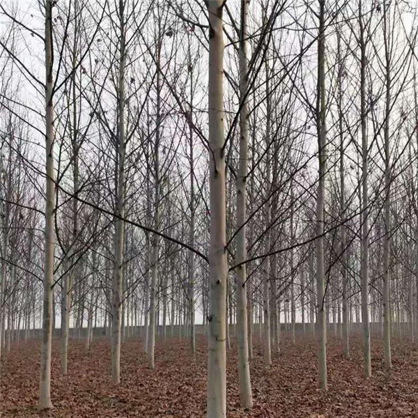 法桐