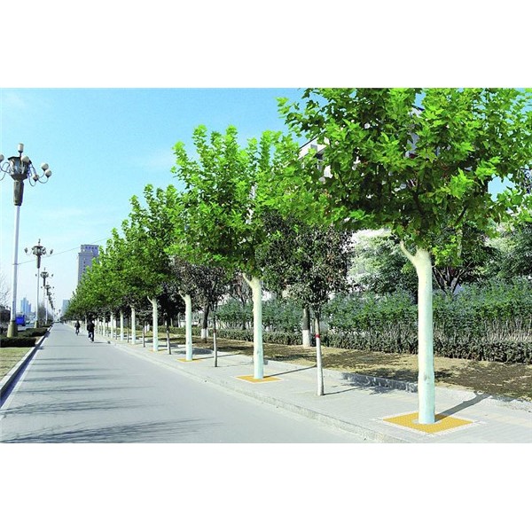 法桐价格