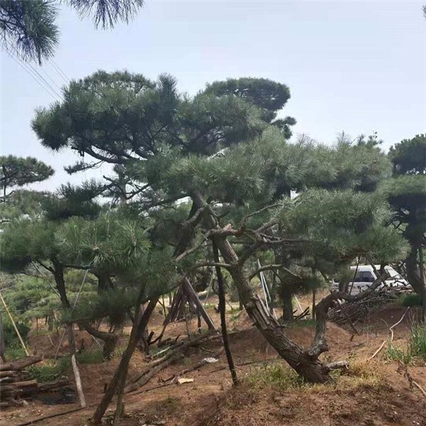 造型松