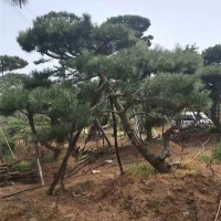 造型松