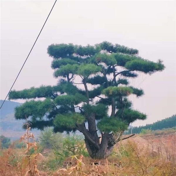 景观松