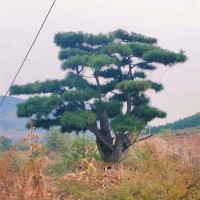 景观松
