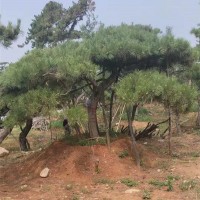 泰山松