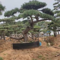 景观松