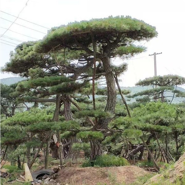 造型油松