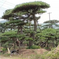 造型油松