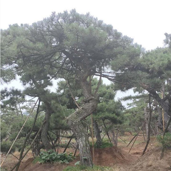 造型黑松