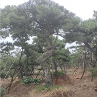 造型黑松