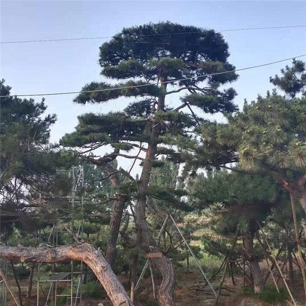 造型黑松