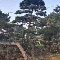 造型黑松