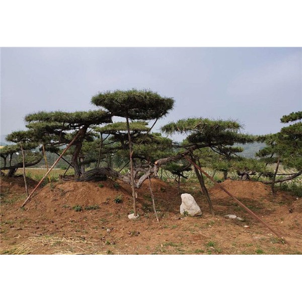 泰山松