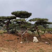 泰山松