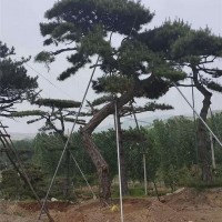 造型油松