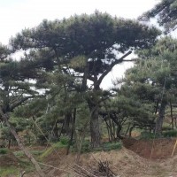 造型松