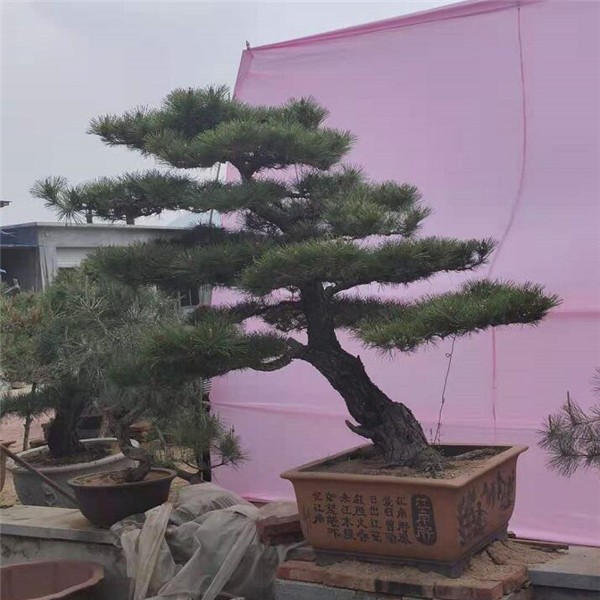 景观松